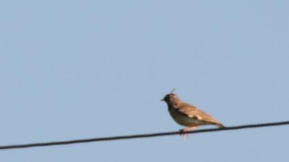 Horned Lark