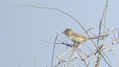 Delicate prinia