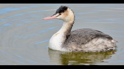 Great Crested Grebe