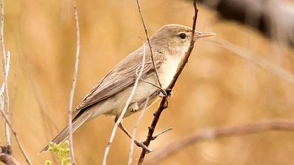 Upcher`s Warbler