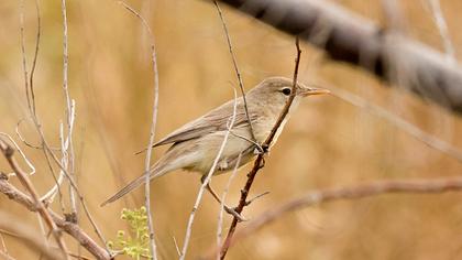 Upcher`s Warbler