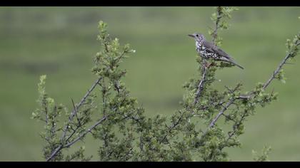 Mistle Thrush
