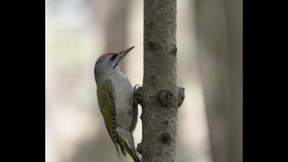 Grey-headed Woodpecker