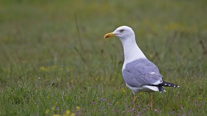 Yellow-legged Gull