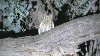 Pallid Scops Owl