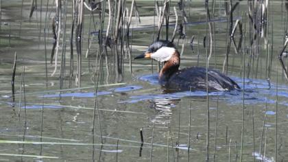 Red-necked Grebe