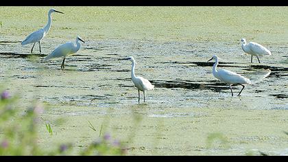 Little Egret