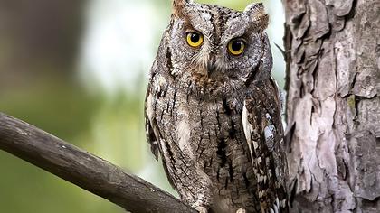 Eurasian Scops Owl