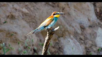 European Bee-eater