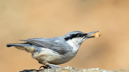 Western Rock Nuthatch