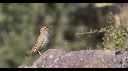 Rufous-tailed Scrub Robin