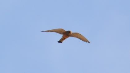 Lesser Kestrel