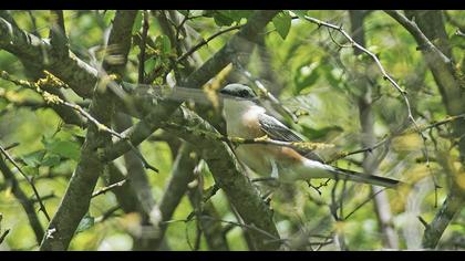 Masked Shrike