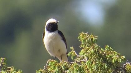 Black-eared Wheatear