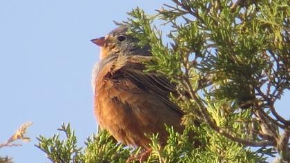 Cretzschmar`s Bunting