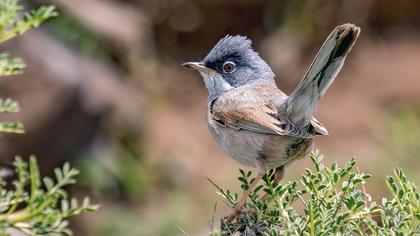 Spectacled Warbler