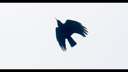 Red-billed Chough
