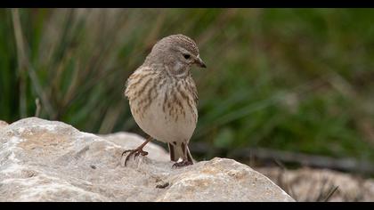 Common Linnet