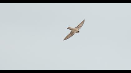 Eurasian Crag Martin