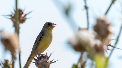 Black-headed Bunting