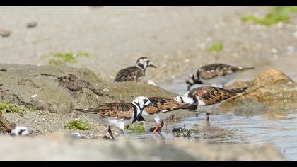 Ruddy Turnstone
