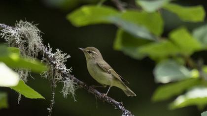 Green Warbler