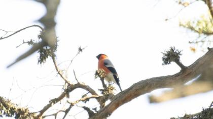 Eurasian Bullfinch