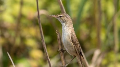 Marsh Warbler