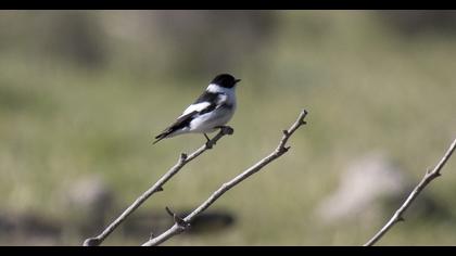 Collared Flycatcher