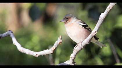 Common Chaffinch