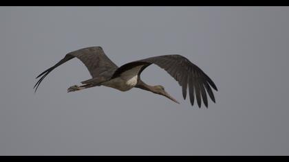 Black Stork