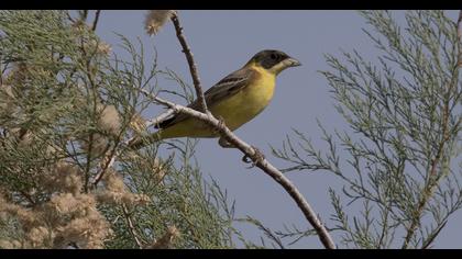 Black-headed Bunting