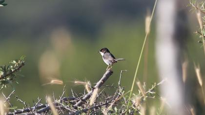 Sardinian Warbler