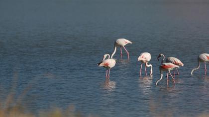 Greater Flamingo