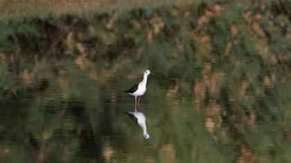 Black-winged Stilt