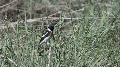 Siberian Stonechat