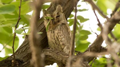 Pallid Scops Owl