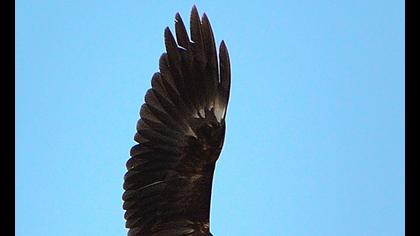 Western Marsh Harrier