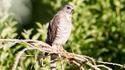 Levant Sparrowhawk