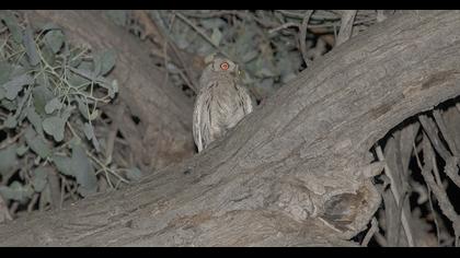 Pallid Scops Owl