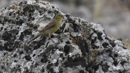 Cinereous Bunting