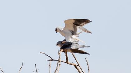 Black-winged Kite