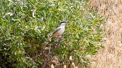 Eastern Rock Nuthatch