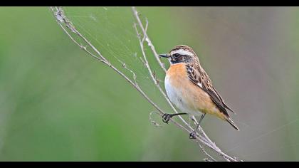 European Stonechat