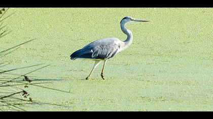 Grey Heron