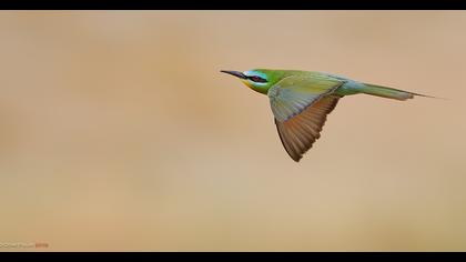 Blue-cheeked Bee-eater