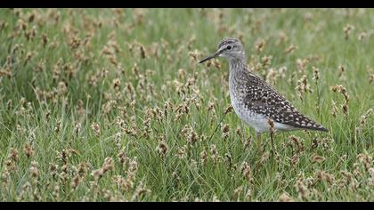 Wood Sandpiper