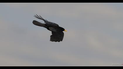 Alpine Chough