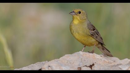Cinereous Bunting