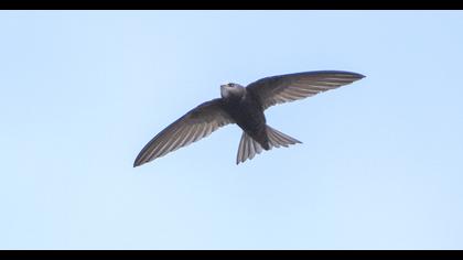 Pallid Swift